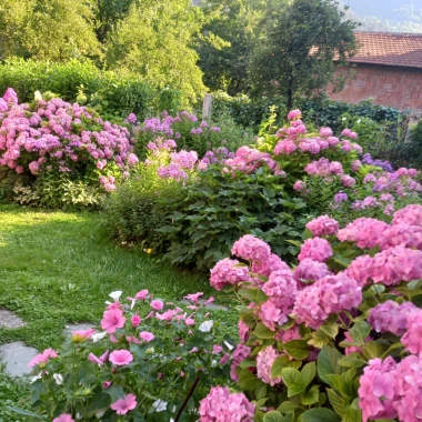 Rasko&scaron; hortenzija na&scaron;ih čitateljica: Uživajte u galeriji boja koje očaravaju