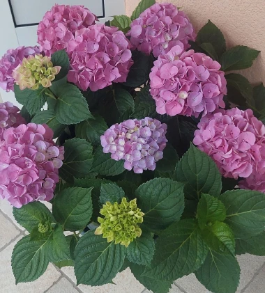 Rasko&scaron; hortenzija na&scaron;ih čitateljica: Uživajte u galeriji boja koje očaravaju