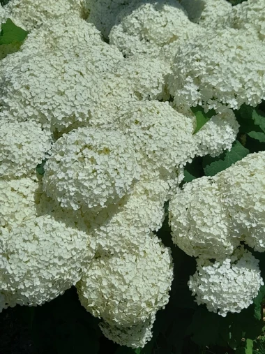 Rasko&scaron; hortenzija na&scaron;ih čitateljica: Uživajte u galeriji boja koje očaravaju