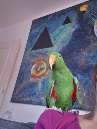 Kako su samo slatke! Morate vidjeti ove papige na&scaron;ih čitateljica