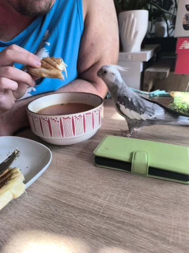 Kako su samo slatke! Morate vidjeti ove papige na&scaron;ih čitateljica
