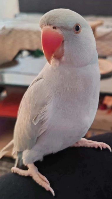 Kako su samo slatke! Morate vidjeti ove papige na&scaron;ih čitateljica