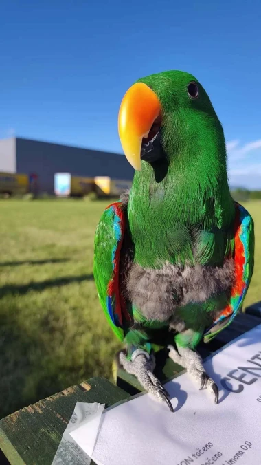 Kako su samo slatke! Morate vidjeti ove papige na&scaron;ih čitateljica
