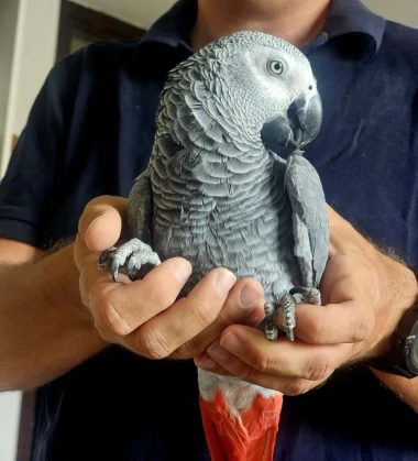 Kako su samo slatke! Morate vidjeti ove papige na&scaron;ih čitateljica