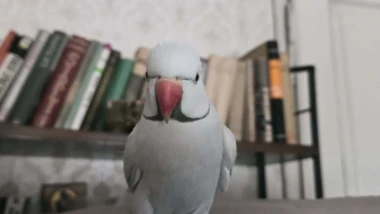 Kako su samo slatke! Morate vidjeti ove papige na&scaron;ih čitateljica