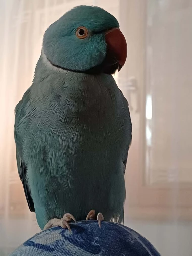Kako su samo slatke! Morate vidjeti ove papige na&scaron;ih čitateljica