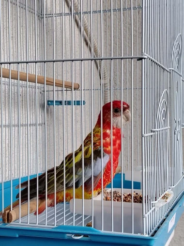 Kako su samo slatke! Morate vidjeti ove papige na&scaron;ih čitateljica