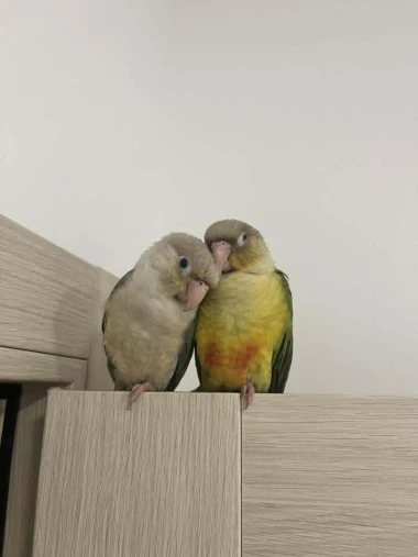 Kako su samo slatke! Morate vidjeti ove papige na&scaron;ih čitateljica
