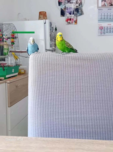 Kako su samo slatke! Morate vidjeti ove papige na&scaron;ih čitateljica