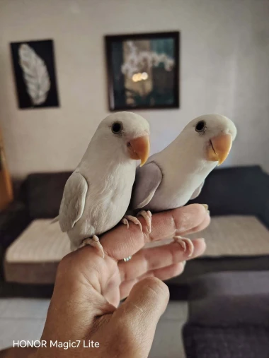 Kako su samo slatke! Morate vidjeti ove papige na&scaron;ih čitateljica