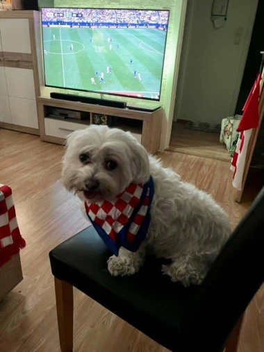 Nju&scaron;e pobjedu: Ljubimci na&scaron;ih čitateljica jedva čekaju utakmicu Panama - Hrvatska