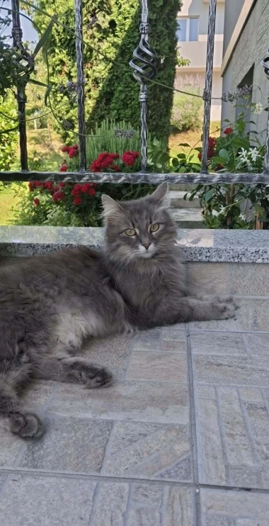 Čitateljice su nam pokazale &scaron;to njihovi ljubimci rade po ovim vrućinama, prizori su presmije&scaron;ni