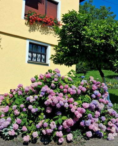Ove fotografije će vas inspirirati: Pogledajte okućnice na&scaron;ih čitateljica okupane cvijećem