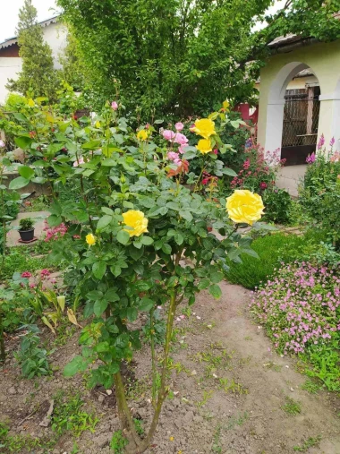 Ove fotografije će vas inspirirati: Pogledajte okućnice na&scaron;ih čitateljica okupane cvijećem