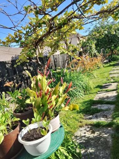 Ove fotografije će vas inspirirati: Pogledajte okućnice na&scaron;ih čitateljica okupane cvijećem