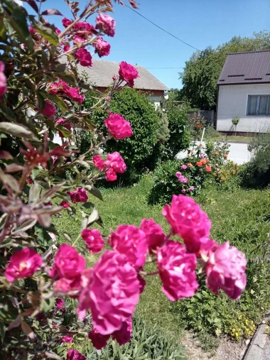 Ove fotografije će vas inspirirati: Pogledajte okućnice na&scaron;ih čitateljica okupane cvijećem