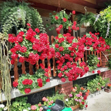 Ove fotografije će vas inspirirati: Pogledajte okućnice na&scaron;ih čitateljica okupane cvijećem