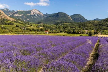 Ljubičasti raj: Ova polja lavande izgledaju kao iz bajke, miri&scaron;u i preko fotografije