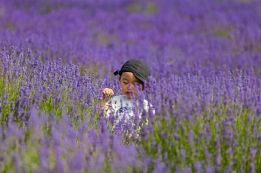Ljubičasti raj: Ova polja lavande izgledaju kao iz bajke, miri&scaron;u i preko fotografije