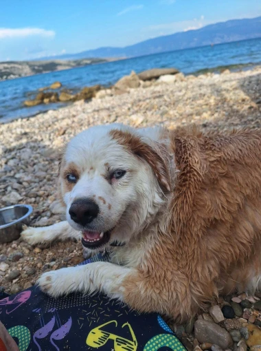 Mokre nju&scaron;kice i vruće &scaron;apice: Pogledajte pse na&scaron;ih čitateljica kako osvajaju plaže