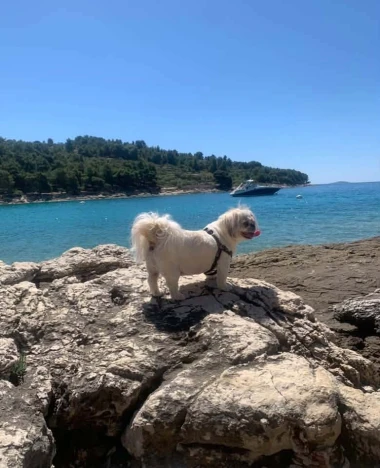 Mokre nju&scaron;kice i vruće &scaron;apice: Pogledajte pse na&scaron;ih čitateljica kako osvajaju plaže