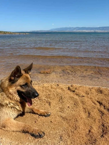Mokre nju&scaron;kice i vruće &scaron;apice: Pogledajte pse na&scaron;ih čitateljica kako osvajaju plaže