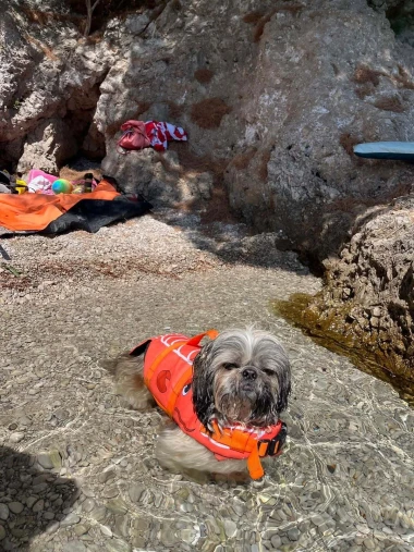Mokre nju&scaron;kice i vruće &scaron;apice: Pogledajte pse na&scaron;ih čitateljica kako osvajaju plaže