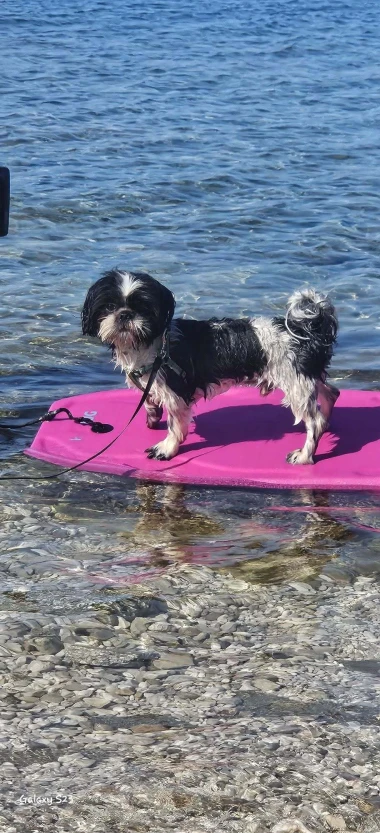 Mokre nju&scaron;kice i vruće &scaron;apice: Pogledajte pse na&scaron;ih čitateljica kako osvajaju plaže