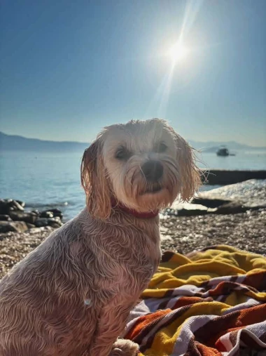Mokre nju&scaron;kice i vruće &scaron;apice: Pogledajte pse na&scaron;ih čitateljica kako osvajaju plaže