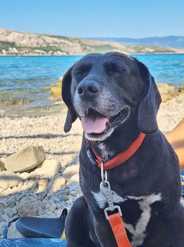 Mokre nju&scaron;kice i vruće &scaron;apice: Pogledajte pse na&scaron;ih čitateljica kako osvajaju plaže