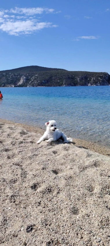 Mokre nju&scaron;kice i vruće &scaron;apice: Pogledajte pse na&scaron;ih čitateljica kako osvajaju plaže