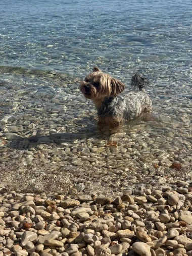 Mokre nju&scaron;kice i vruće &scaron;apice: Pogledajte pse na&scaron;ih čitateljica kako osvajaju plaže