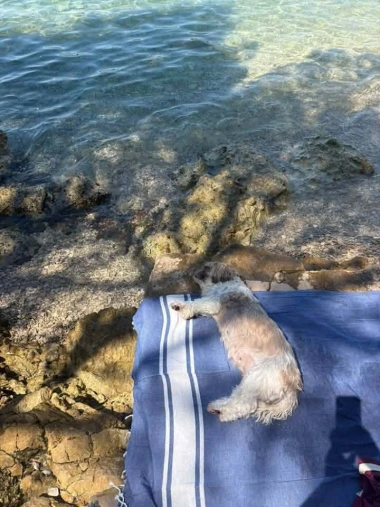 Mokre nju&scaron;kice i vruće &scaron;apice: Pogledajte pse na&scaron;ih čitateljica kako osvajaju plaže