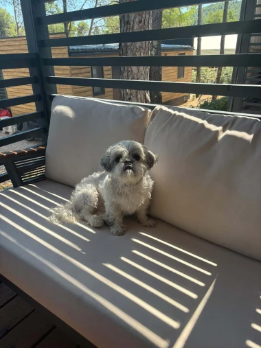 Mokre nju&scaron;kice i vruće &scaron;apice: Pogledajte pse na&scaron;ih čitateljica kako osvajaju plaže