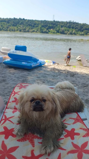 Mokre nju&scaron;kice i vruće &scaron;apice: Pogledajte pse na&scaron;ih čitateljica kako osvajaju plaže