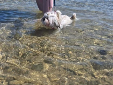 Mokre nju&scaron;kice i vruće &scaron;apice: Pogledajte pse na&scaron;ih čitateljica kako osvajaju plaže