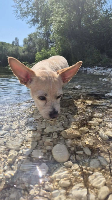 Mokre nju&scaron;kice i vruće &scaron;apice: Pogledajte pse na&scaron;ih čitateljica kako osvajaju plaže