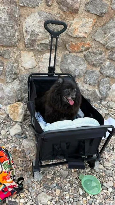 Mokre nju&scaron;kice i vruće &scaron;apice: Pogledajte pse na&scaron;ih čitateljica kako osvajaju plaže