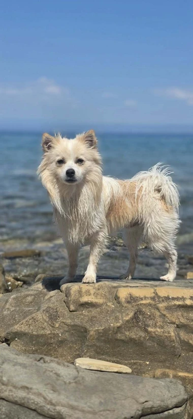 Mokre nju&scaron;kice i vruće &scaron;apice: Pogledajte pse na&scaron;ih čitateljica kako osvajaju plaže