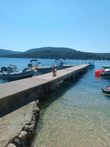 Mokre nju&scaron;kice i vruće &scaron;apice: Pogledajte pse na&scaron;ih čitateljica kako osvajaju plaže