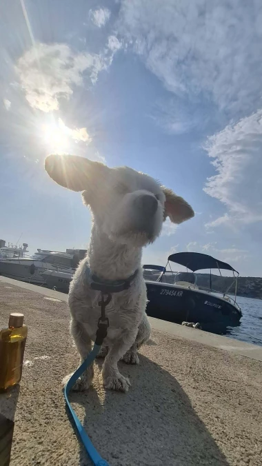 Mokre nju&scaron;kice i vruće &scaron;apice: Pogledajte pse na&scaron;ih čitateljica kako osvajaju plaže