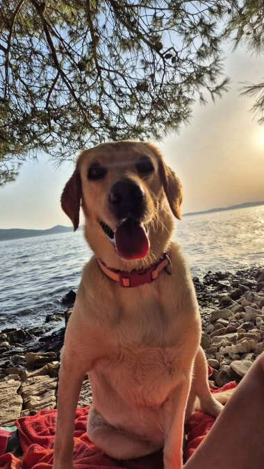 Mokre nju&scaron;kice i vruće &scaron;apice: Pogledajte pse na&scaron;ih čitateljica kako osvajaju plaže