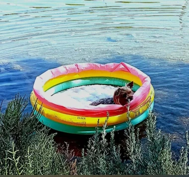 Mokre nju&scaron;kice i vruće &scaron;apice: Pogledajte pse na&scaron;ih čitateljica kako osvajaju plaže