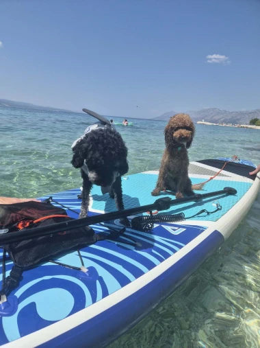 Mokre nju&scaron;kice i vruće &scaron;apice: Pogledajte pse na&scaron;ih čitateljica kako osvajaju plaže