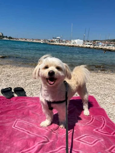Mokre nju&scaron;kice i vruće &scaron;apice: Pogledajte pse na&scaron;ih čitateljica kako osvajaju plaže