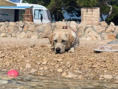 Mokre nju&scaron;kice i vruće &scaron;apice: Pogledajte pse na&scaron;ih čitateljica kako osvajaju plaže