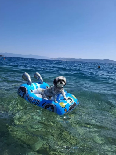 Mokre nju&scaron;kice i vruće &scaron;apice: Pogledajte pse na&scaron;ih čitateljica kako osvajaju plaže