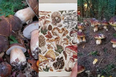 Prednosti gljiva na našem tanjuru: Evo zašto bi ih trebala uključiti u svoju prehranu