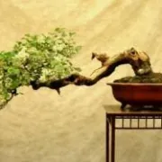 Briga za bonsai drvce