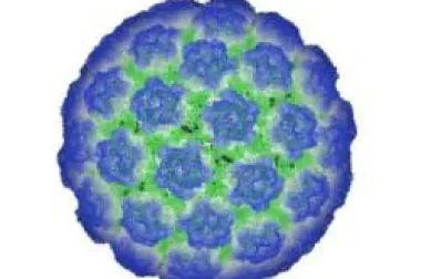Humani papiloma virus (HPV)